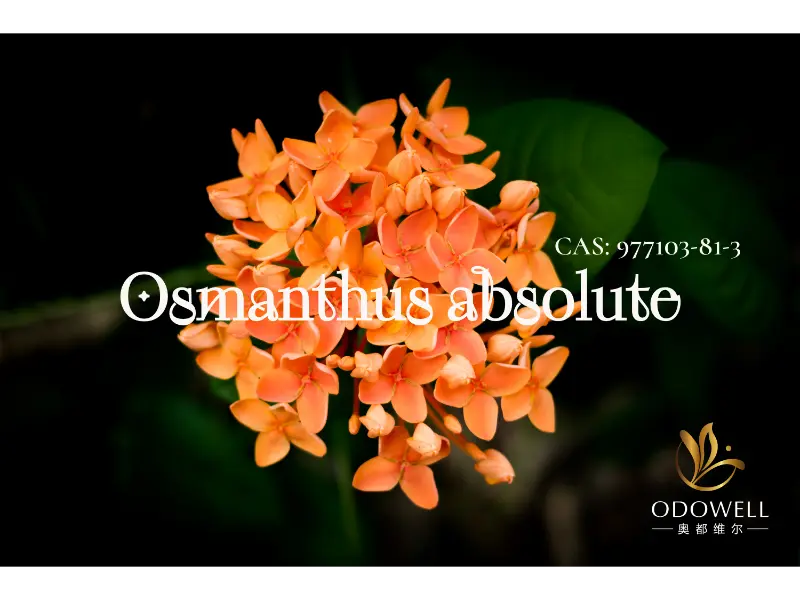 Osmanthus Absolute – ODOWELLi loomulik signatuur elegantsete idamaiste lillede jaoks
